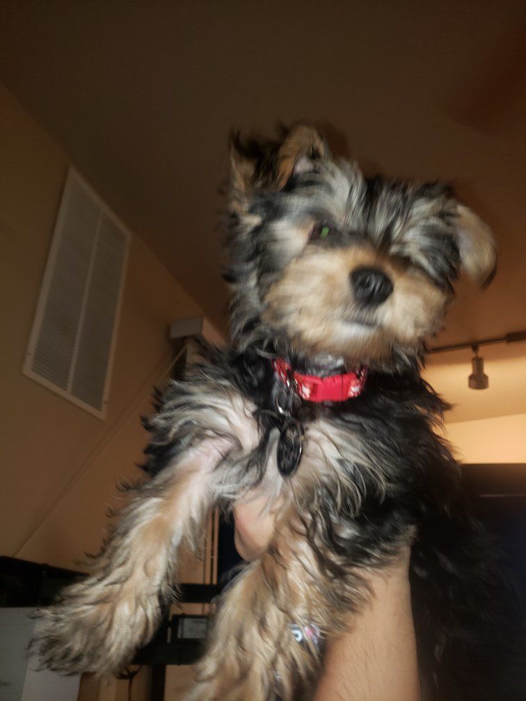 Yorkie purebred stud service