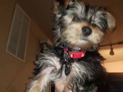 Yorkie purebred stud service