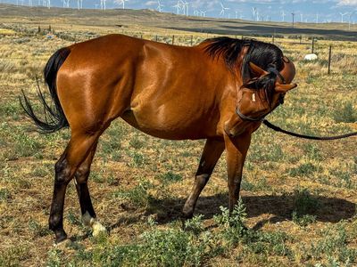 Bay AQHA Mare