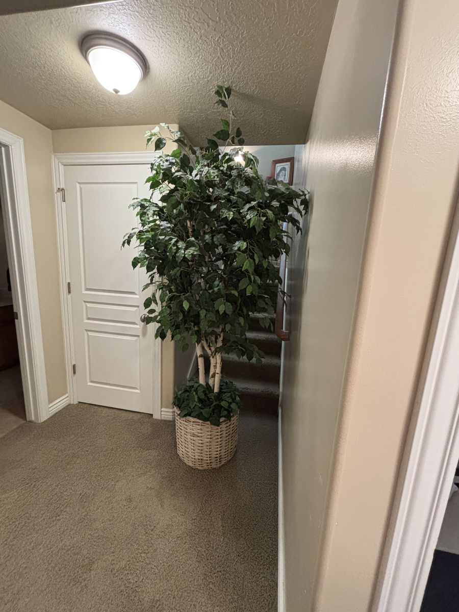 Artificial ficus tree