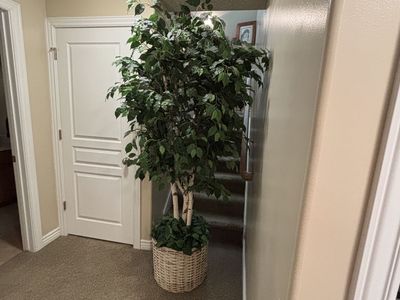 Artificial ficus tree
