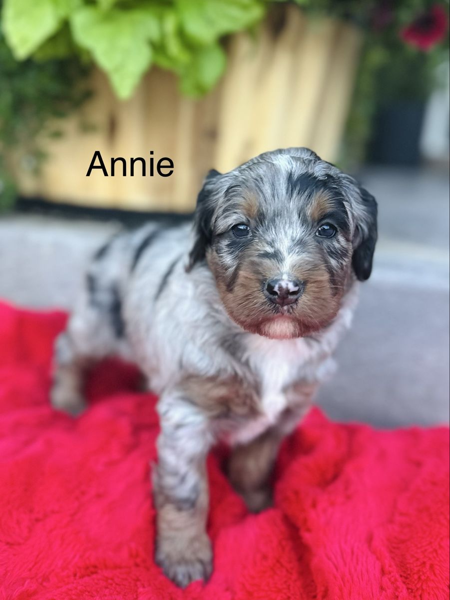 F1 Bernedoodle puppies