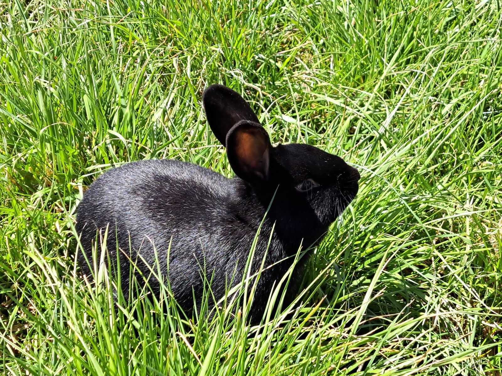$5 Silver Fox Rabbit--Broken Foot