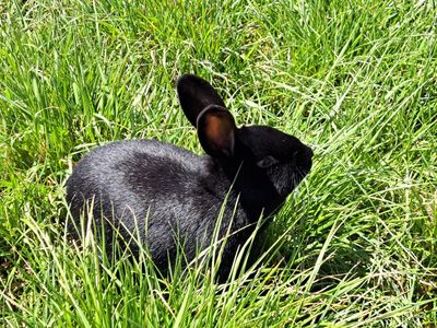$5 Silver Fox Rabbit--Broken Foot