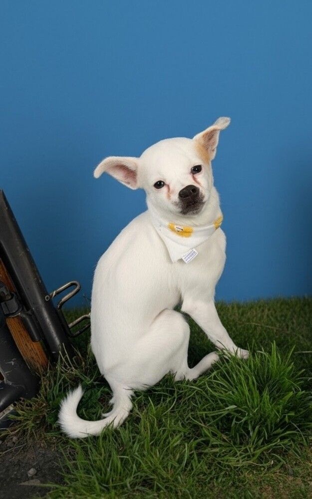 Bluey, heart of a Greyhound, looks of a chihuahua