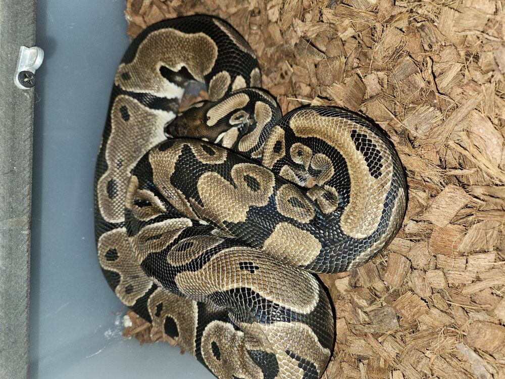 Ball Pythons for sale
