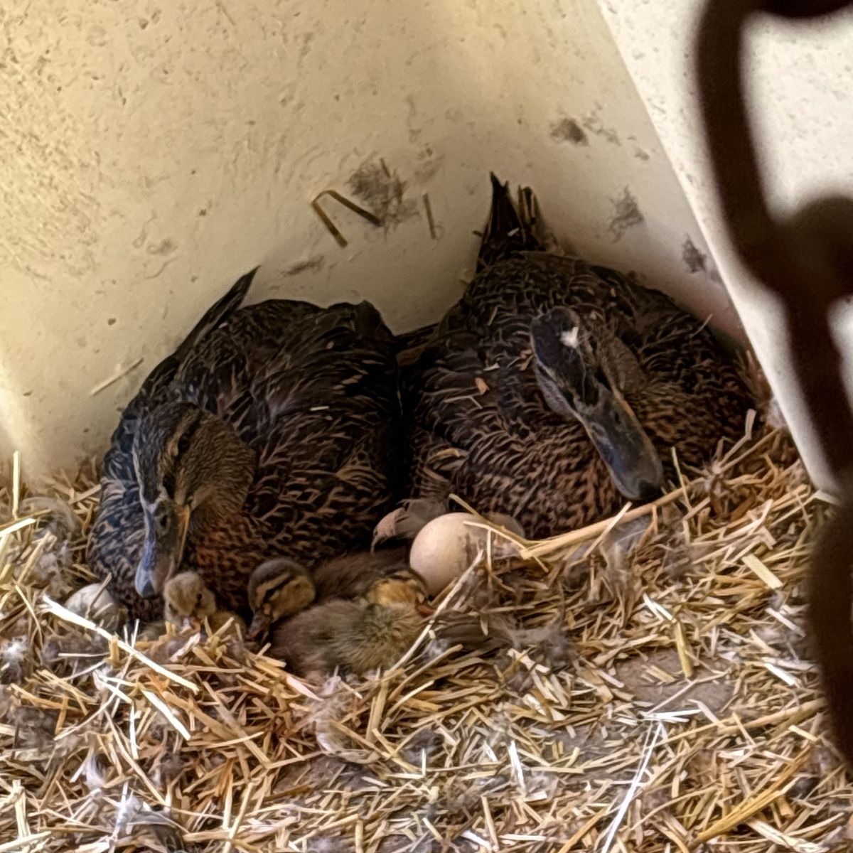 Mallard X Blue Swiss Ducklings