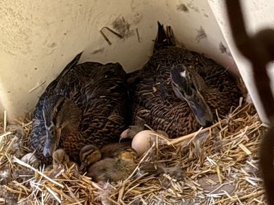 Mallard X Blue Swiss Ducklings