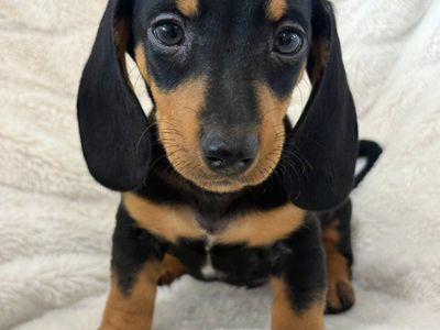 Miniature Dachshund Puppies