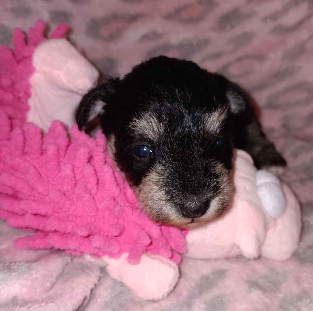 AKC Miniature Schnauzer  Miss Shoshone