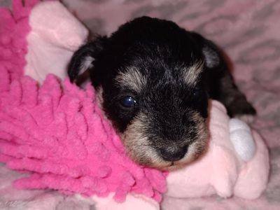 AKC Miniature Schnauzer Miss Shoshone