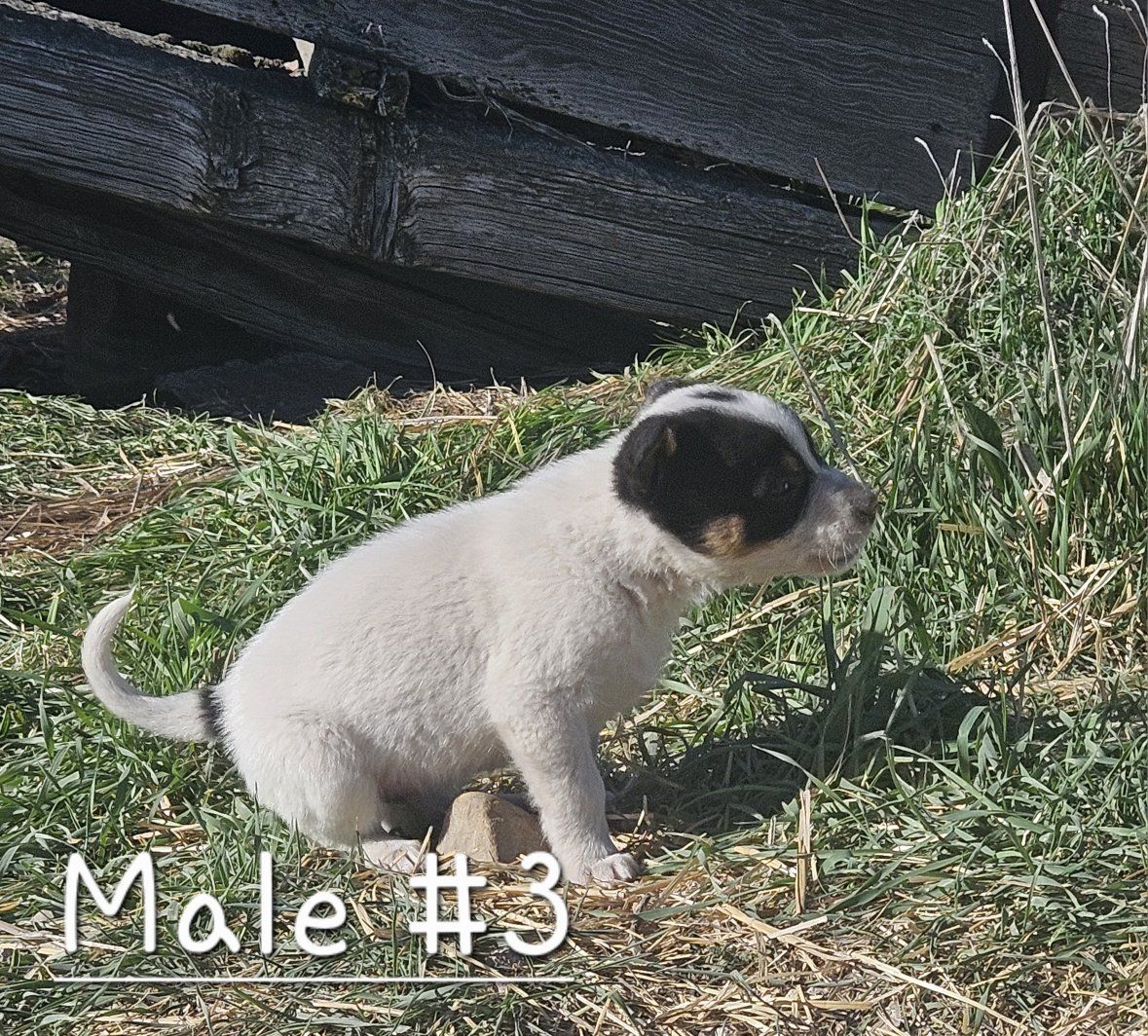 7 week old Border collie/ blue heeler pups