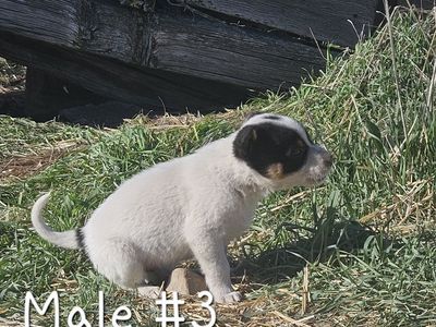 7 week old Border collie/ blue heeler pups
