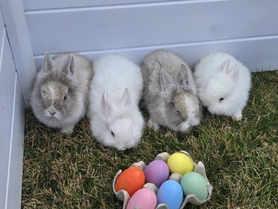 Baby Lionhead Bunnies