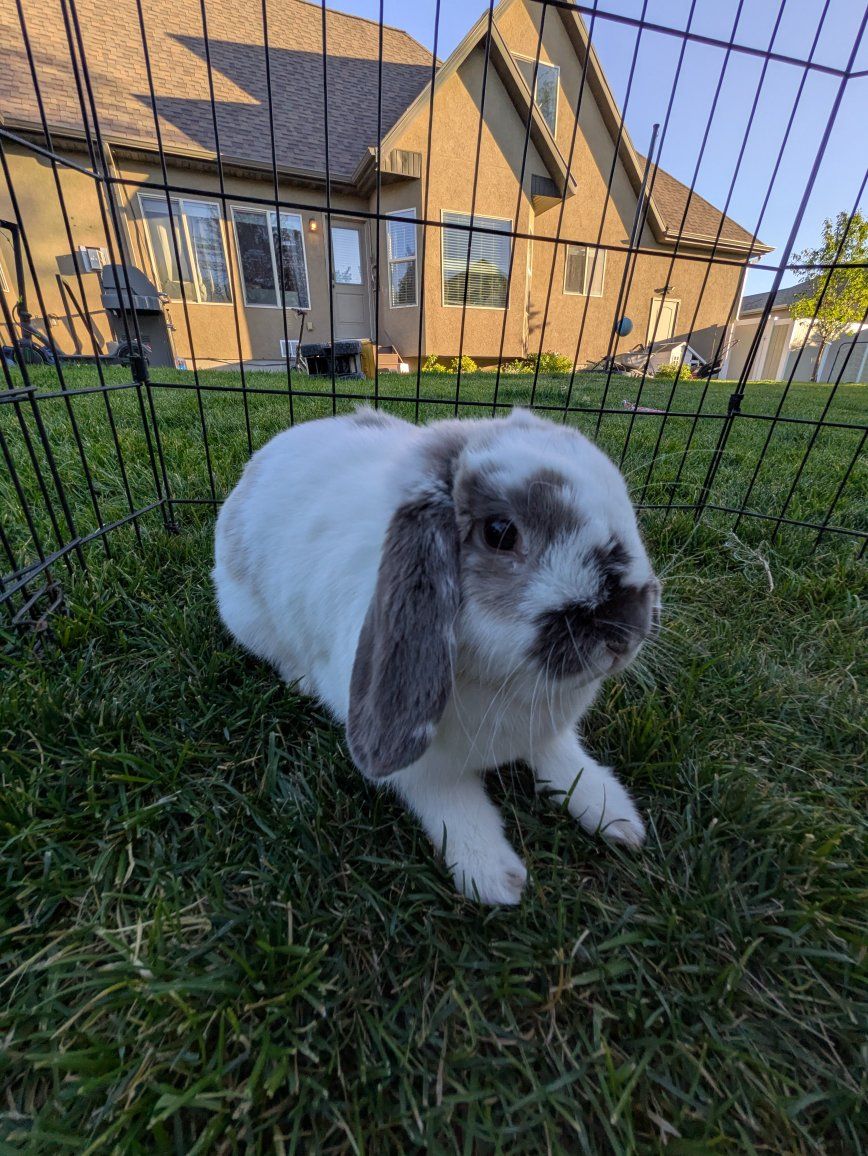 Adorable Holland Lop Bunny Rabbit - Ready for a Loving Home!