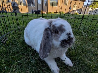 Adorable Holland Lop Bunny Rabbit - Ready for a Loving Home!