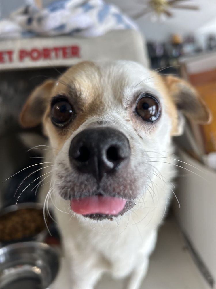 Cash – 8-Year-Old Chihuahua