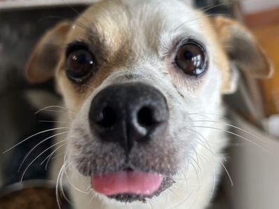 Cash – 8-Year-Old Chihuahua