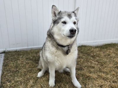 Alaskan Malamute Looking For Loving Home