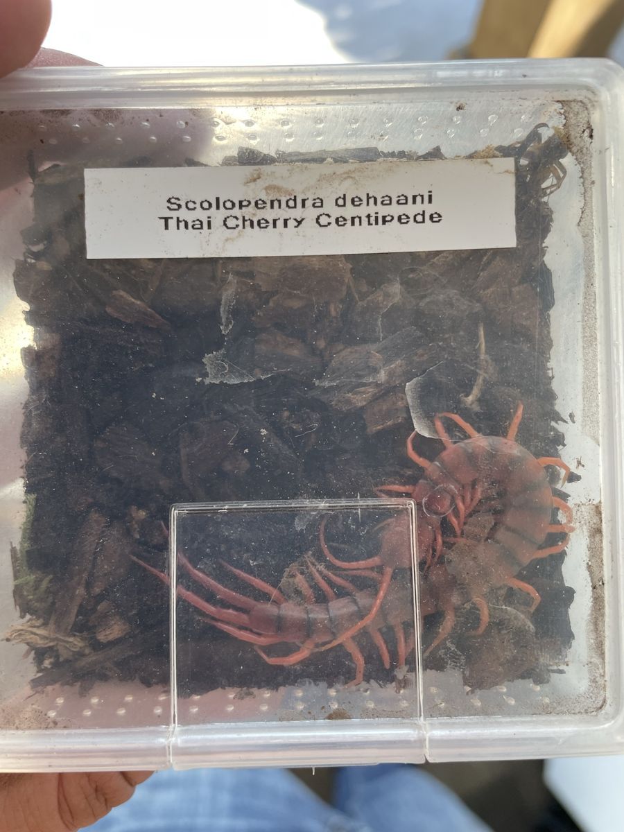 Thai cherry centipede