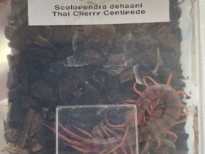 Thai cherry centipede