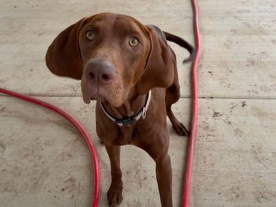 Female Vizsla/Weimaraner Cross