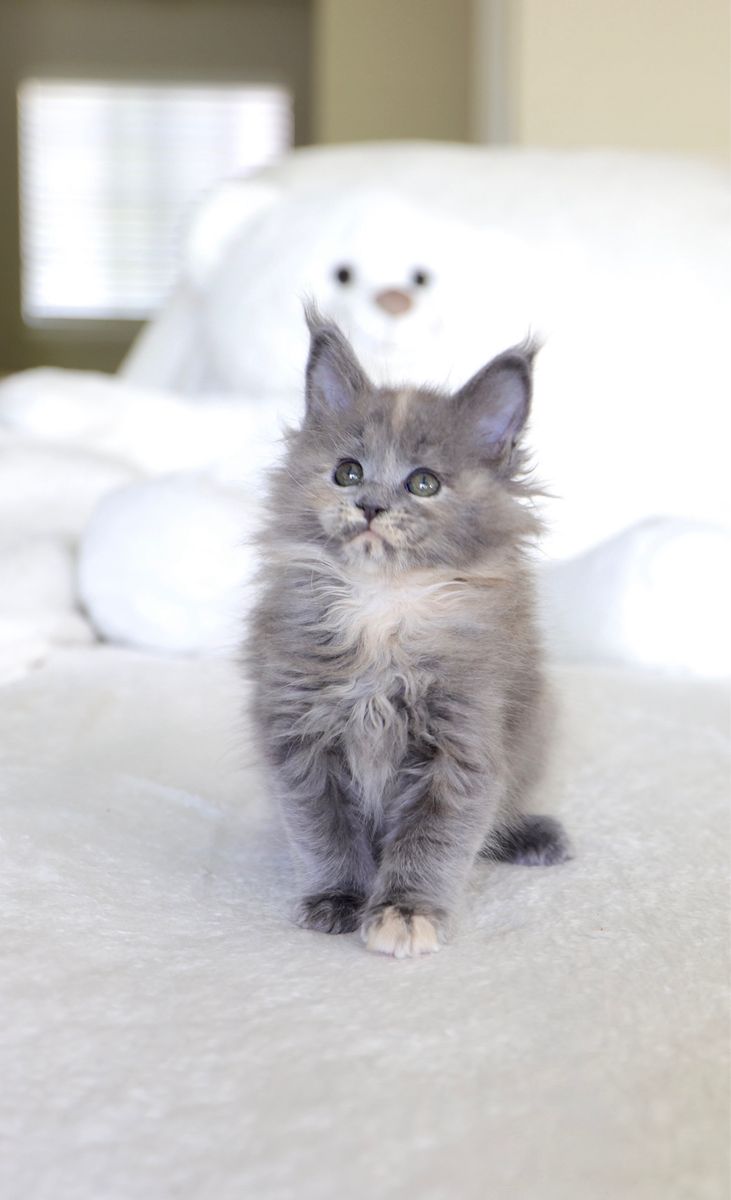 Tica Registered Maine Coon Kittens