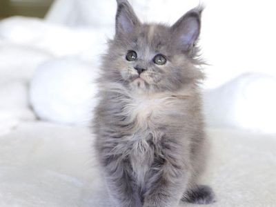 Tica Registered Maine Coon Kittens