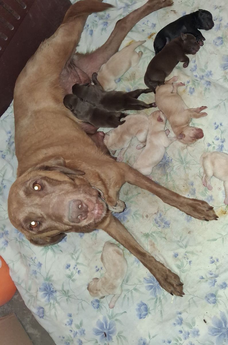 AKC Labrador pups