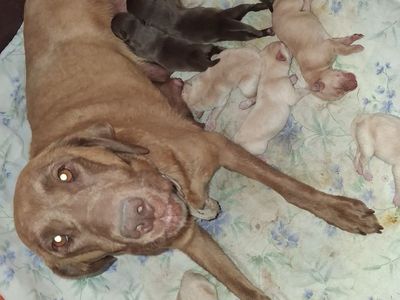 AKC Labrador pups