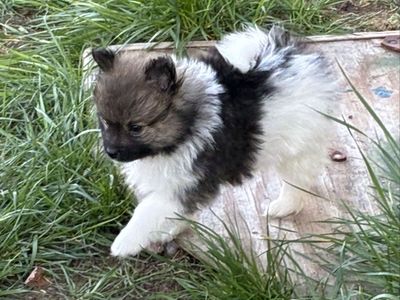 13 week old purebred Pomeranian boy