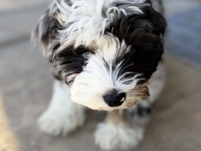 Aussiedoodle Puppy
