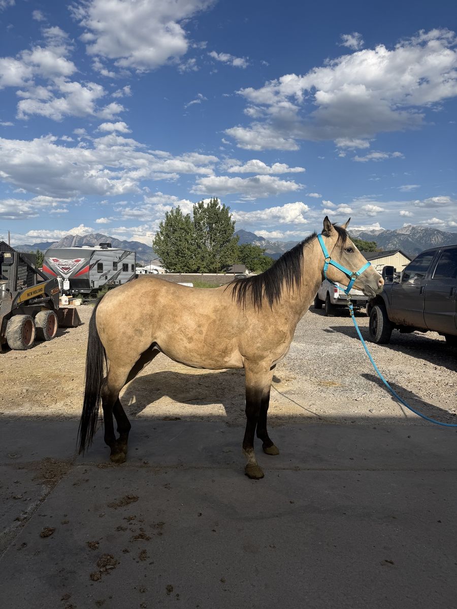 3yr old Gelding