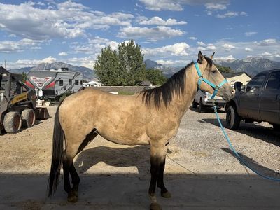 3yr old Gelding
