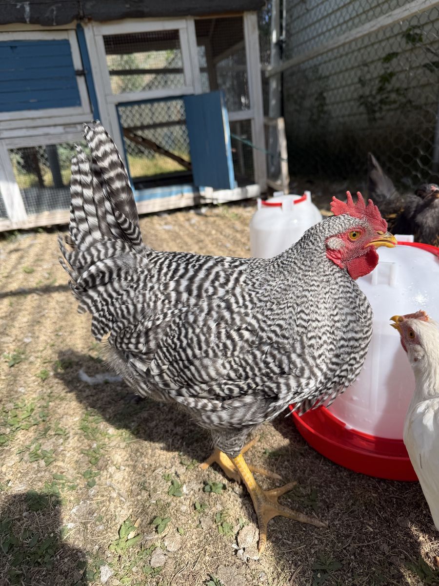 Beautiful Rooster for free