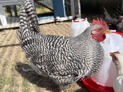 Beautiful Rooster for free