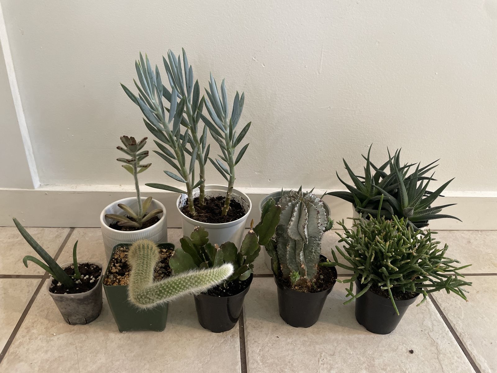 Succulents