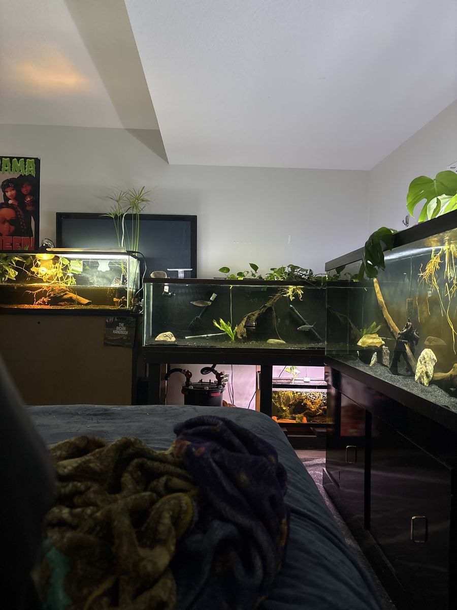 ISO large albino commom pleco