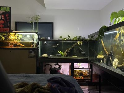 ISO large albino commom pleco