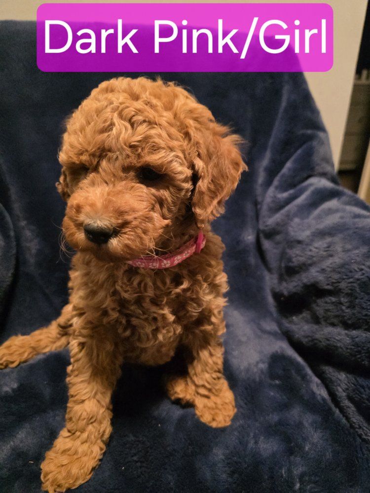 Mini Teddy Bear Goldendoodle Puppies