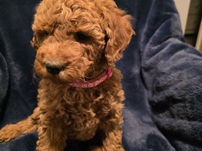 Mini Teddy Bear Goldendoodle Puppies