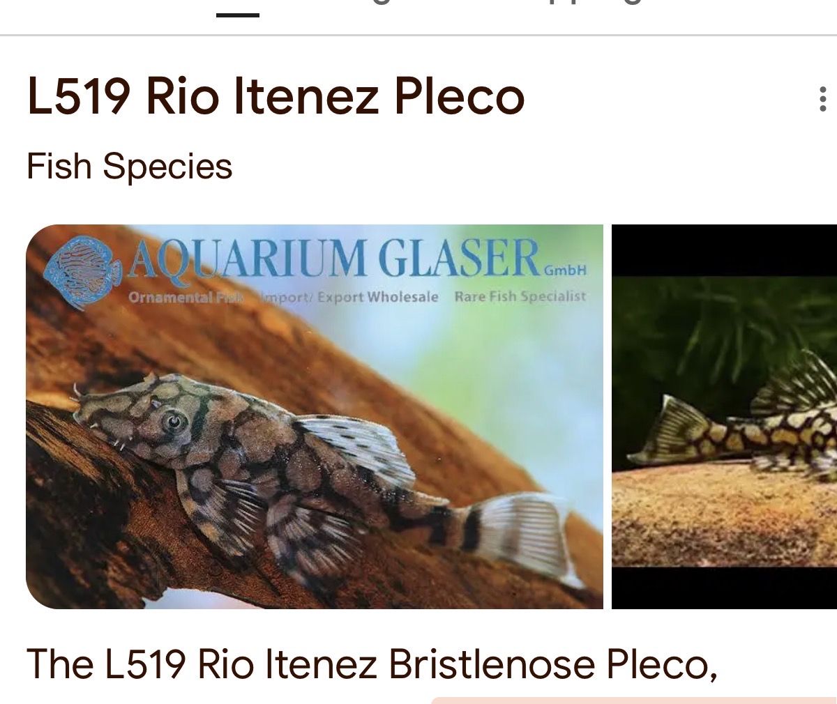 ISO Female L519 Pleco