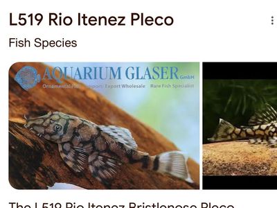 ISO Female L519 Pleco