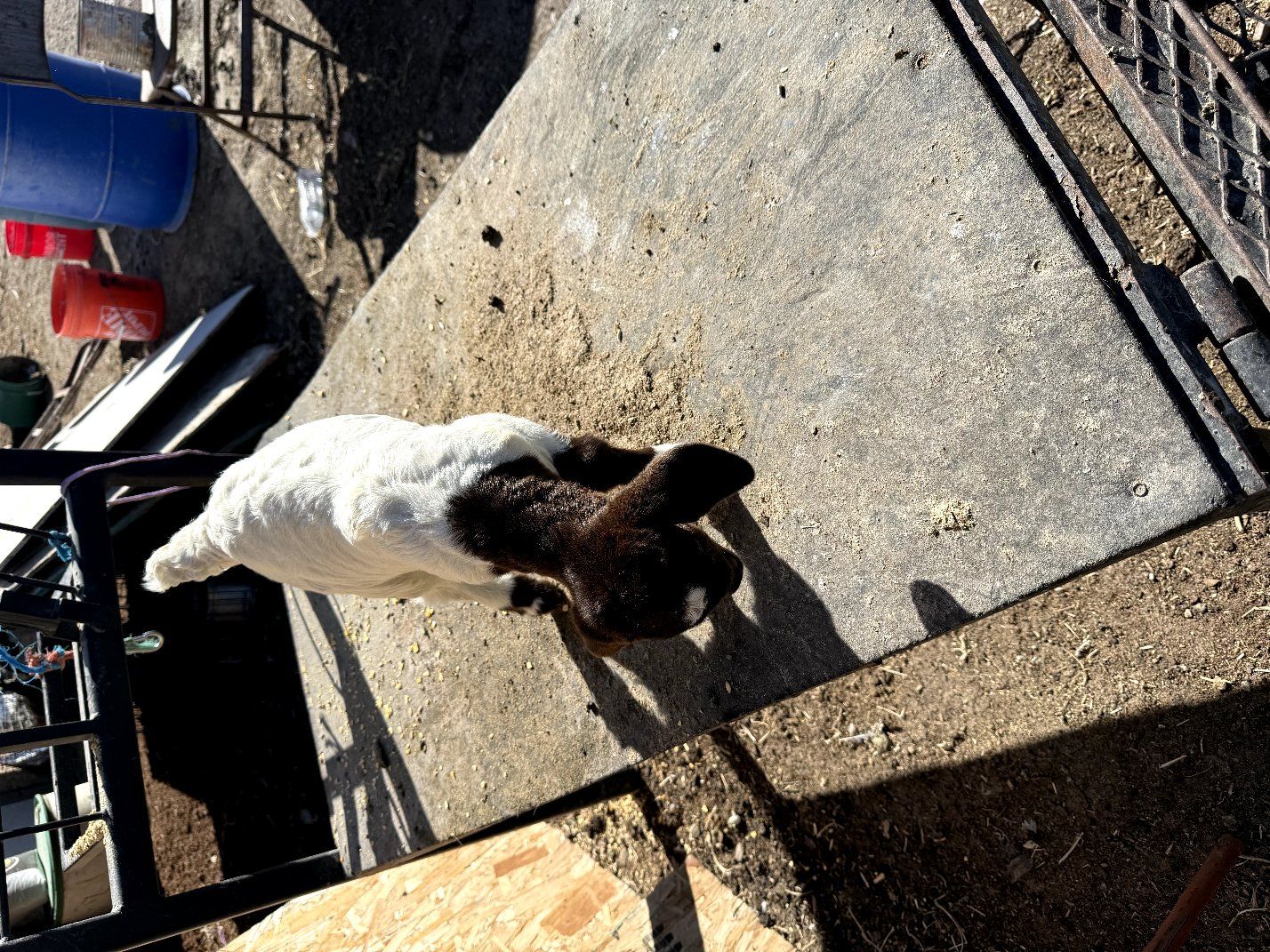 2 Baby Boer Doeling Goats