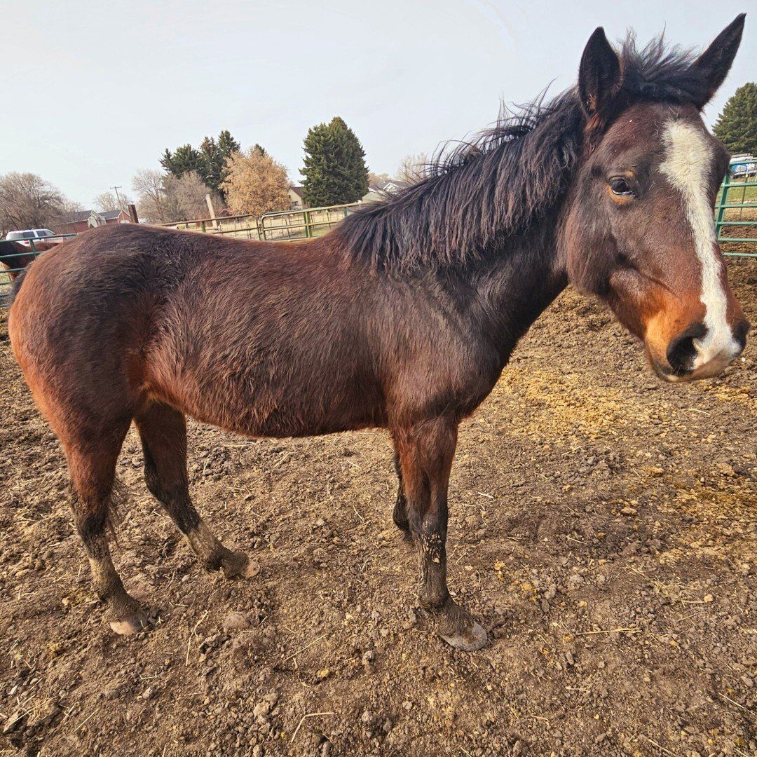7 yr mustang mare