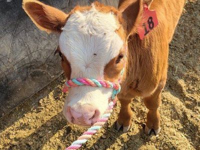 Mini Hereford Bull Calf