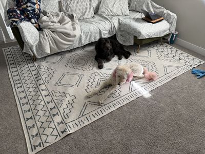 Washable Area Rug – Neutral Pattern