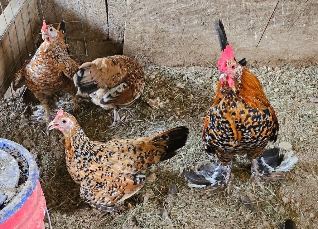 ISO D'uccle Bantams roosters, eggs, hens