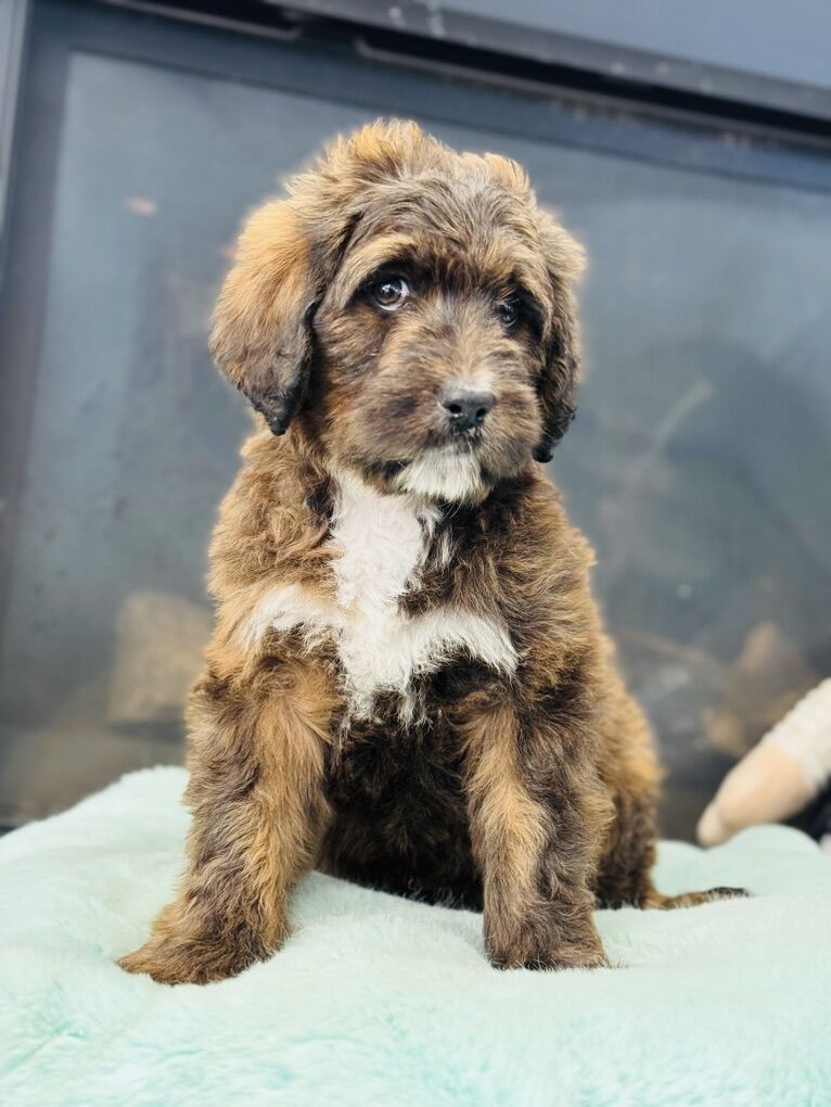Saint Berdoodle St. Bernard/Poodle& Bernedoodles