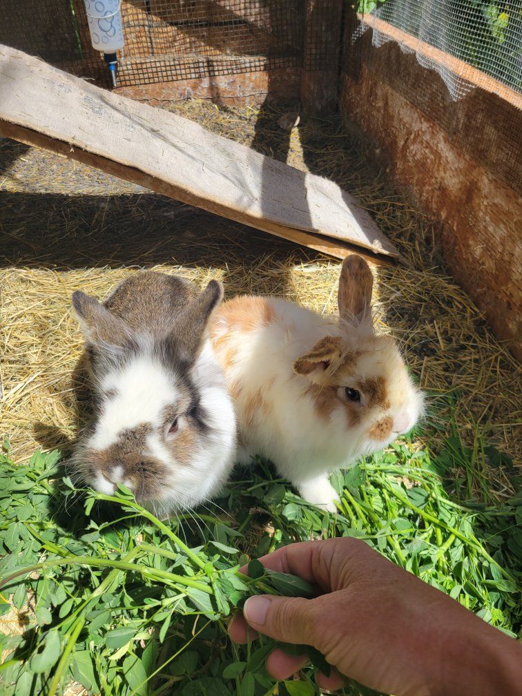 3 lionhead mix brothers